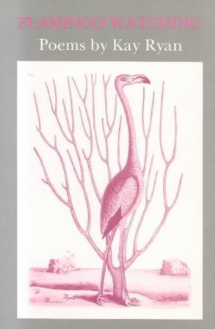 Flamingo Watching
