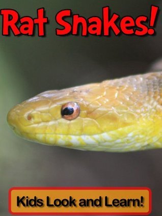 Rat Snakes! Learn About Rat Snakes and Enjoy Colorful Pictures - Look ...