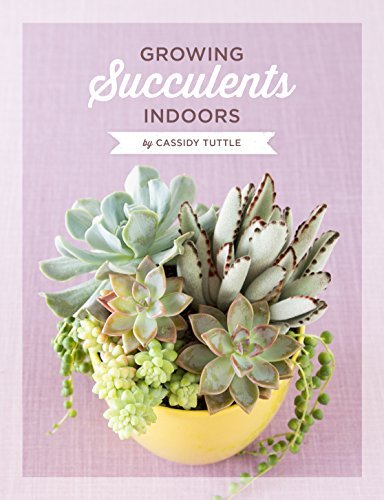 Growing Succulents Indoors: A detailed guide for taking care of your