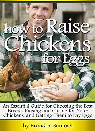 How to Raise Chickens for Eggs: An Essential Guide for Choosing the ...