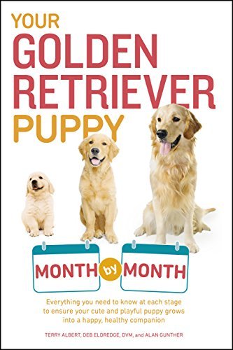 Your Golden Retriever Puppy Month By Month