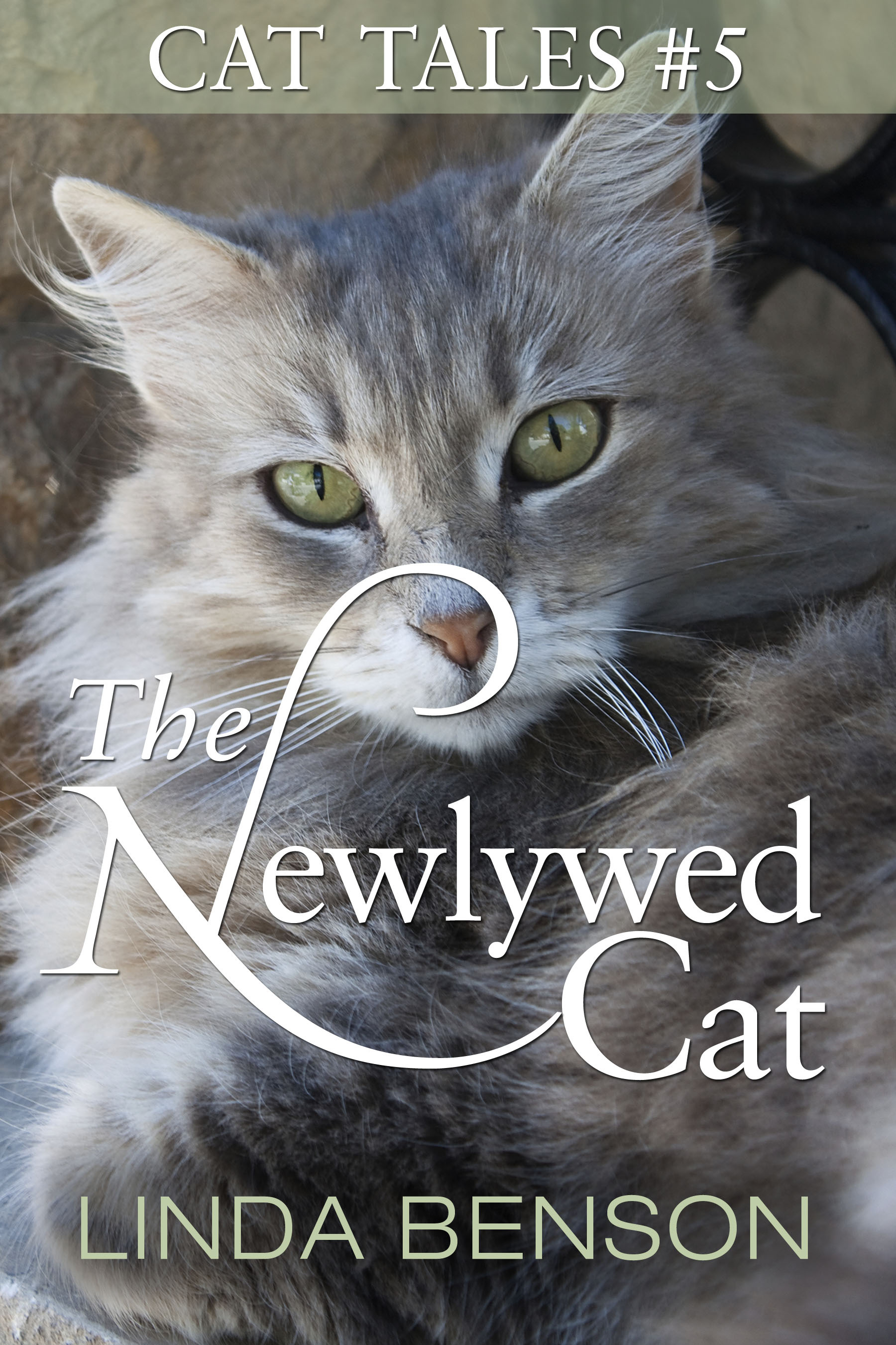 The Newlywed Cat