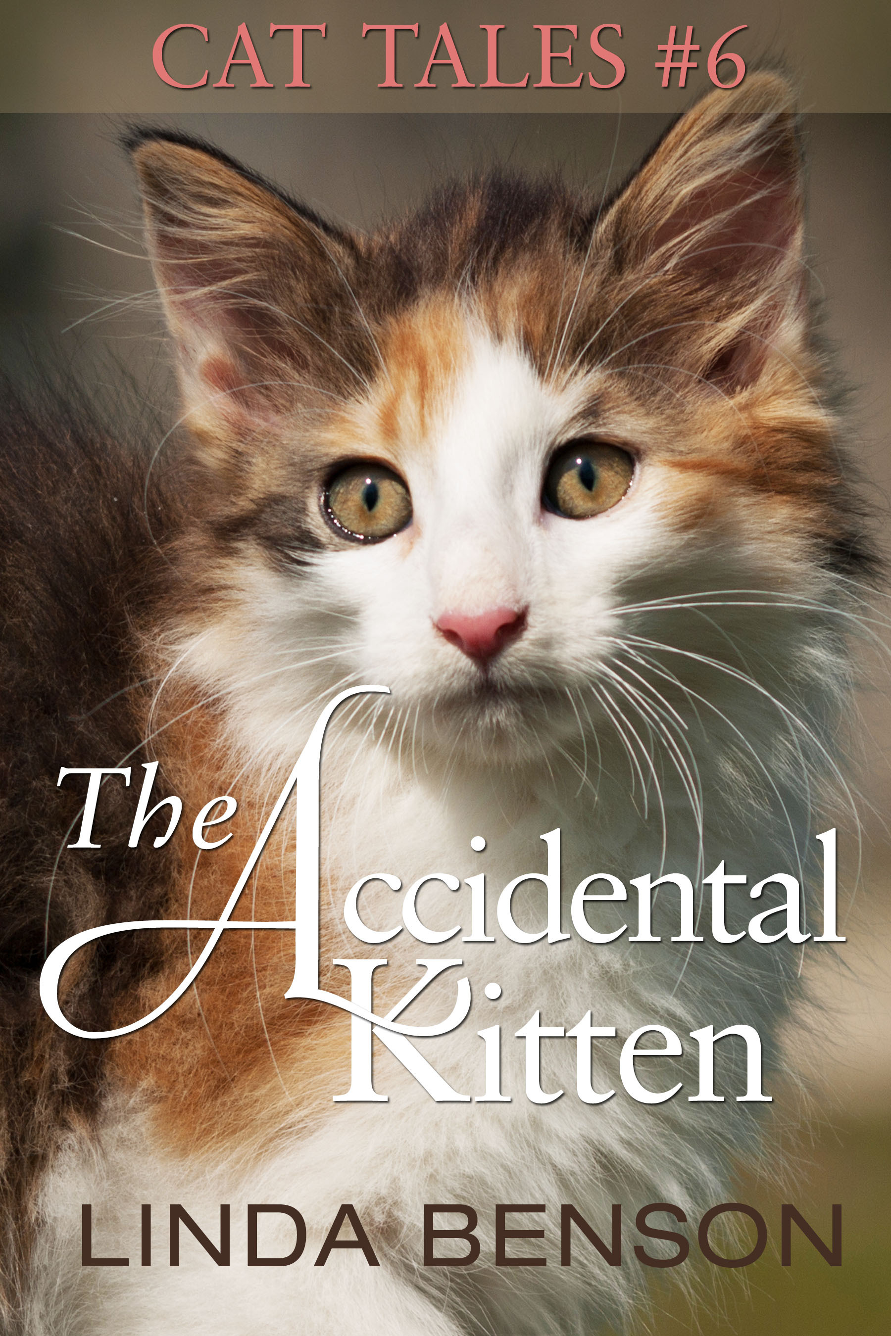 The Accidental Kitten