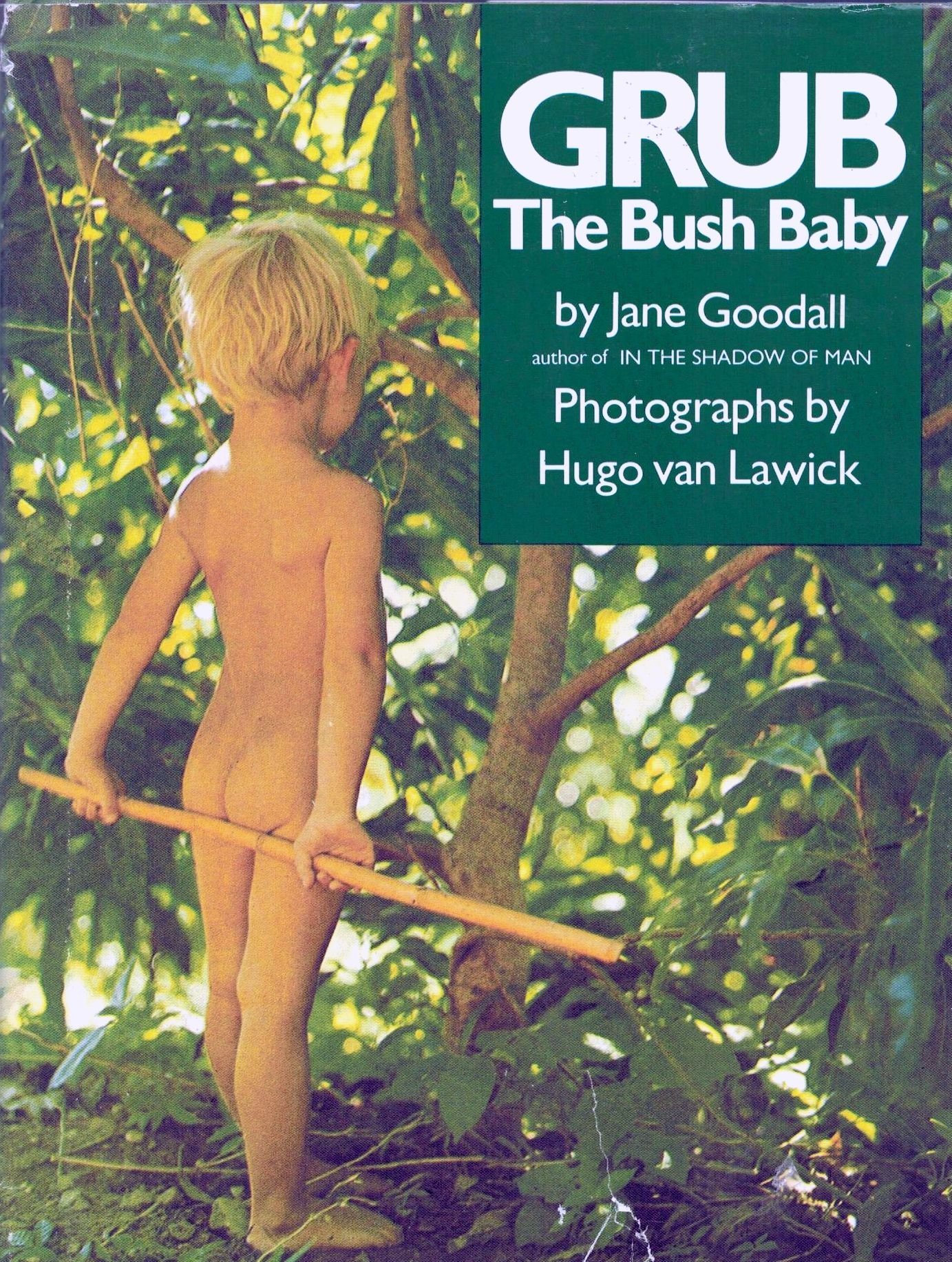 Grub, the Bush Baby book cover