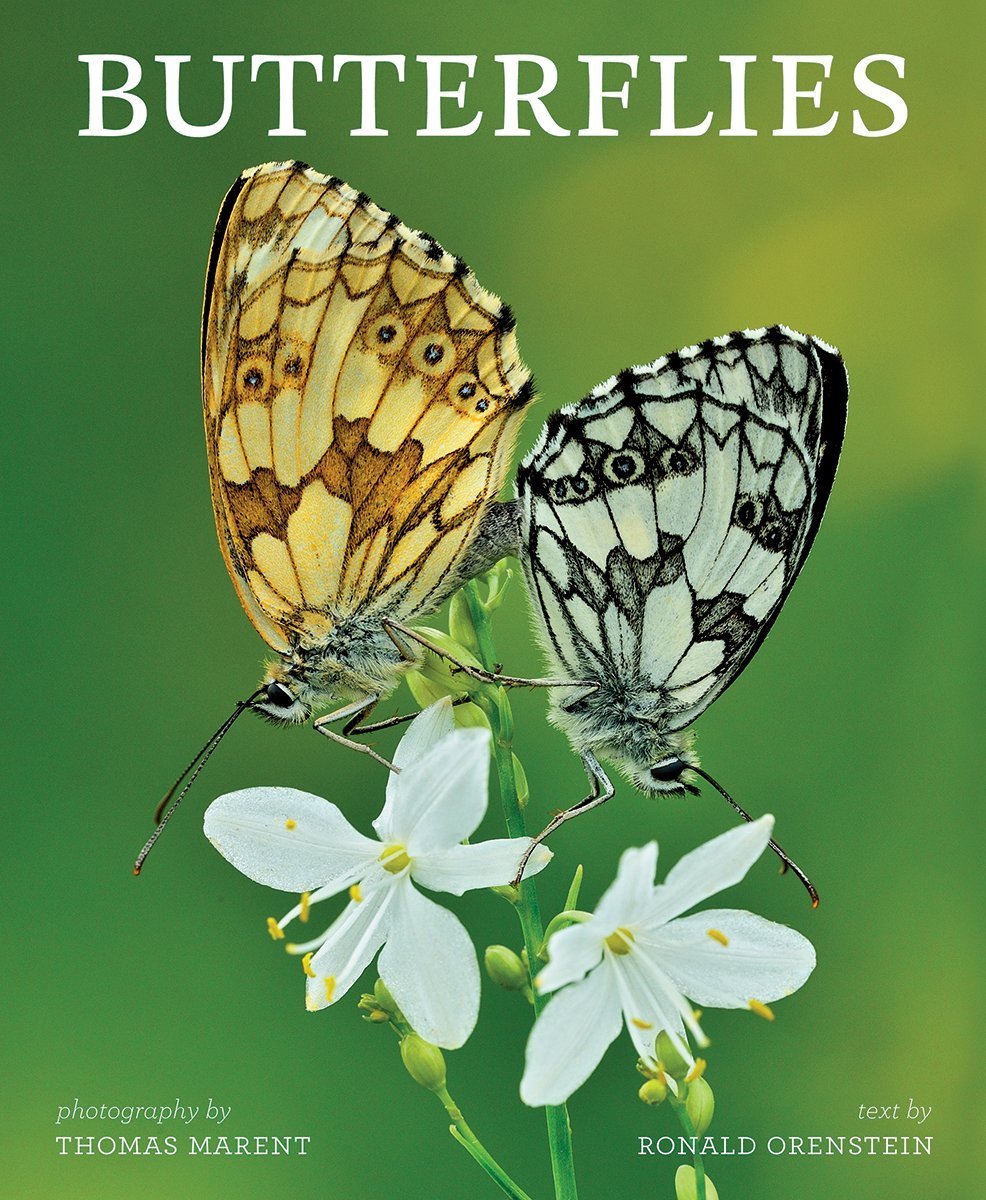Butterflies book cover