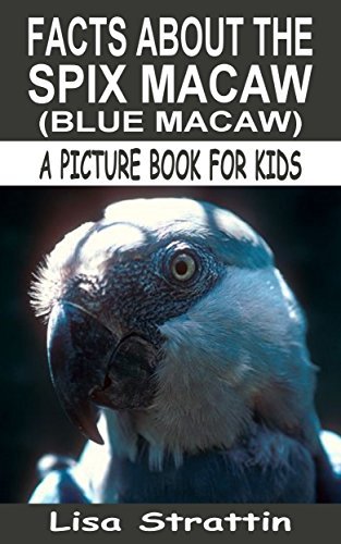 Facts About the Spix Macaw (Blue Macaw): The Spix Macaw Up Close