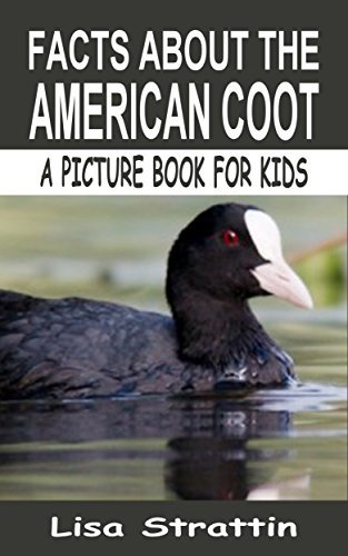 Facts About the American Coot