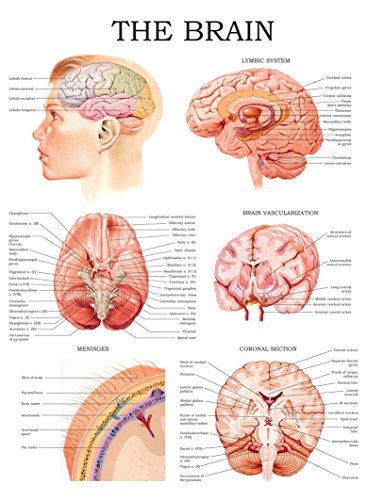 Brain Webchart The brain e-chart: Quick reference guide by HC-HealthComm | Goodreads