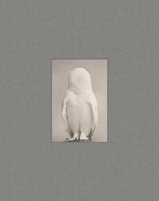 Yamamoto Masao: Tori by Masao Yamamoto | Goodreads