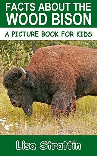 Facts About The Wood Bison