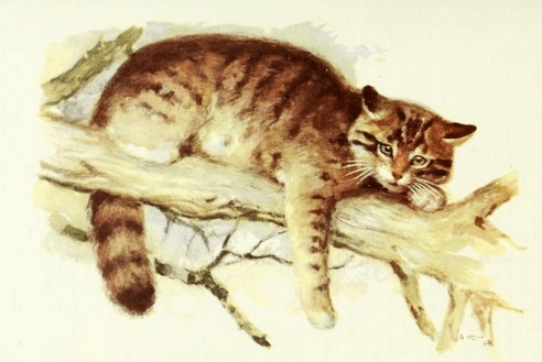 The Patient Cat