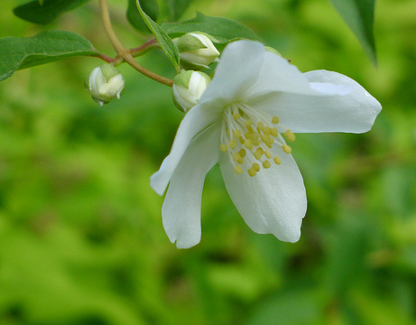 Mock Orange book cover