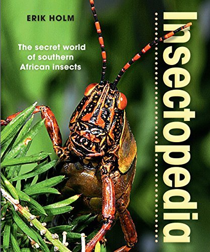 Insectopedia – The secret world of southern African insects by Erik ...
