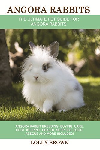Angora Rabbits: Angora Rabbit Breeding, Buying, Care, Cost, Keeping ...
