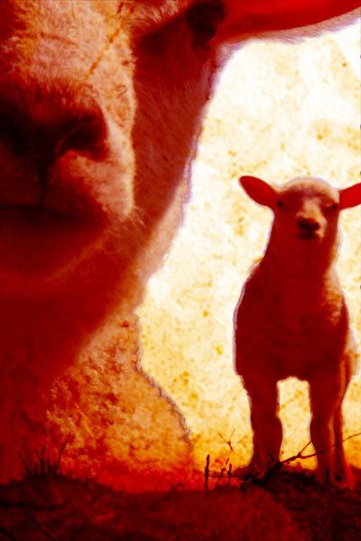 Chastisement By The Lambs book cover