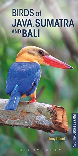 Birds of Java, Sumatra and Bali (Pocket Photo Guides) by Tony Tilford ...