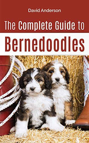 The Complete Guide to Bernedoodles: Everything you need to know to successfully raise your Bernedoodle puppy!