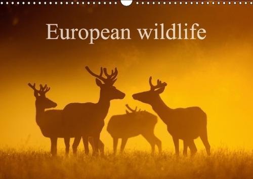 European Wildlife 2018 The Beauty Of Wild Animals Living In Europe By 