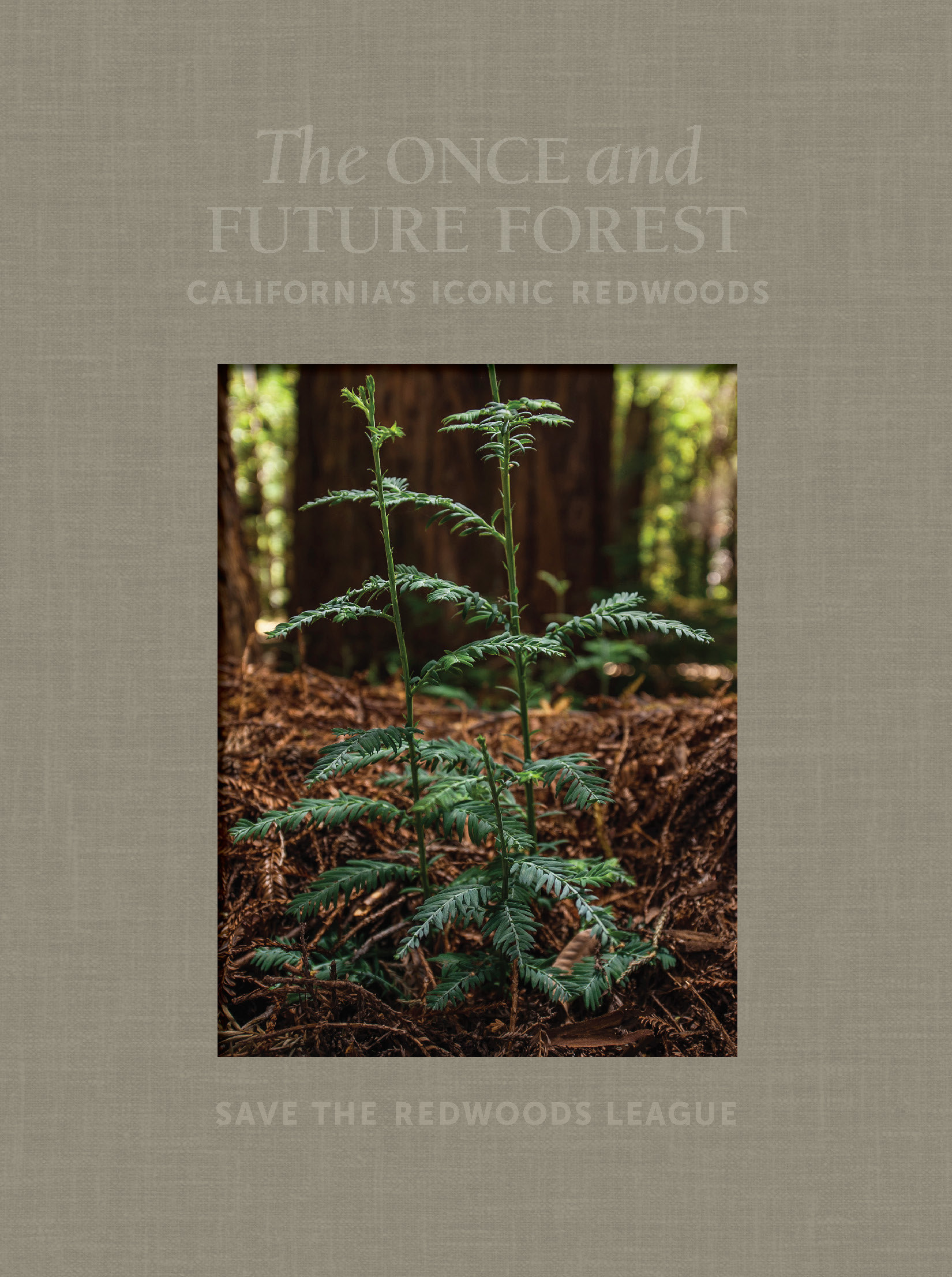The Once and Future Forest book cover