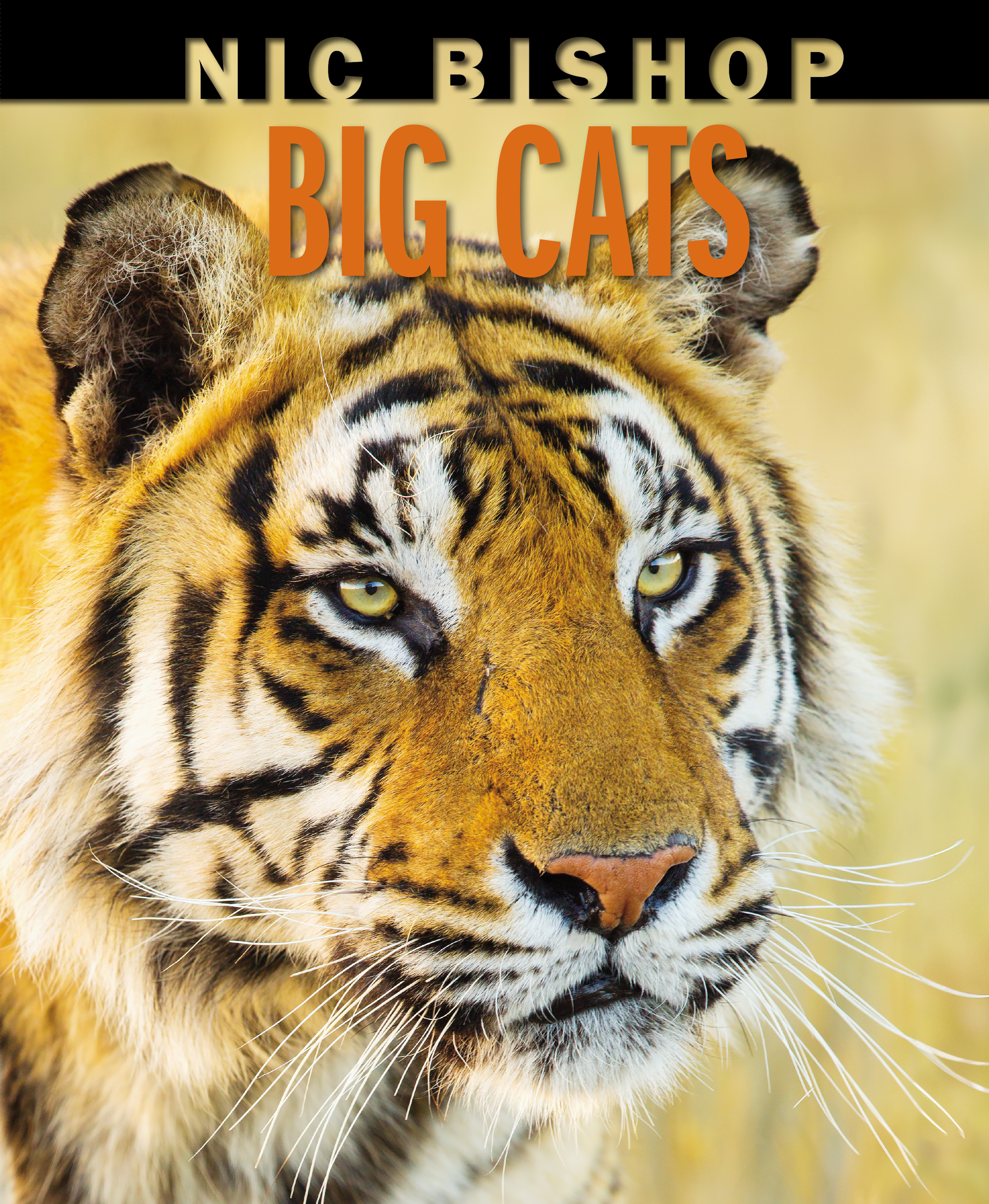 Nic Bishop Big Cats book cover