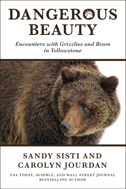 Dangerous Beauty: Encounters with Grizzlies and Bison in Yellowstone