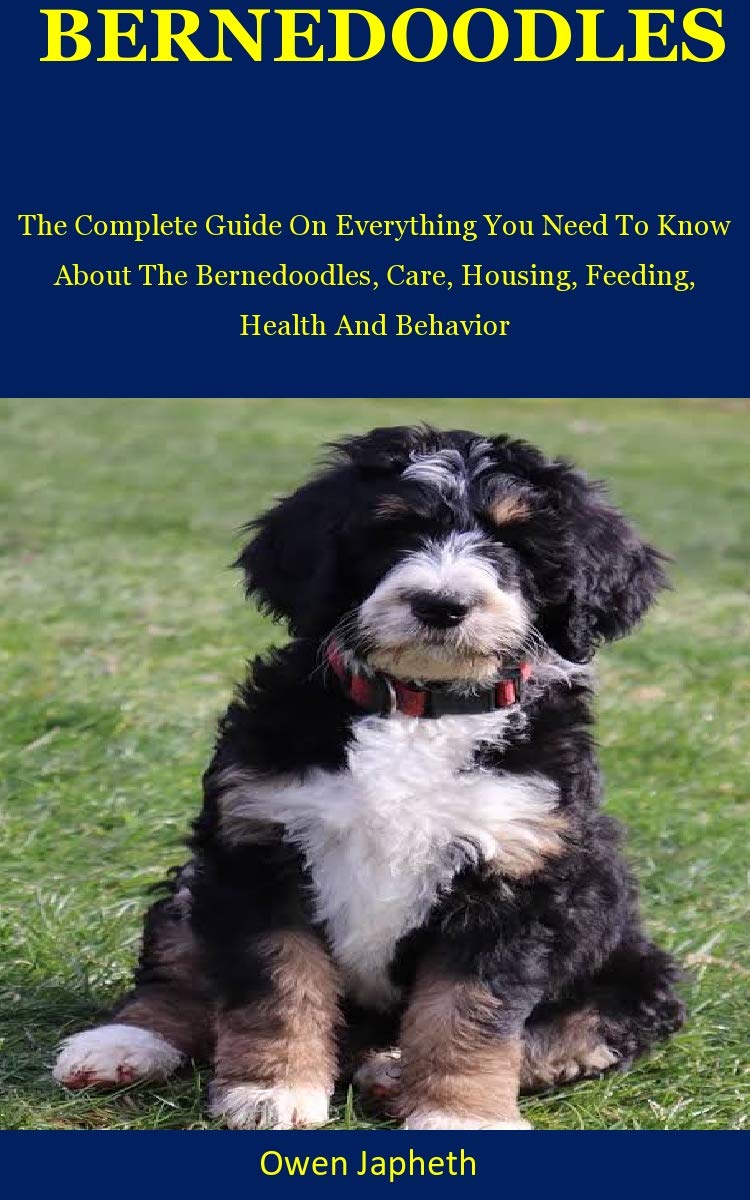 Bernedoodles The Complete Guide On Everything You Need To Know About