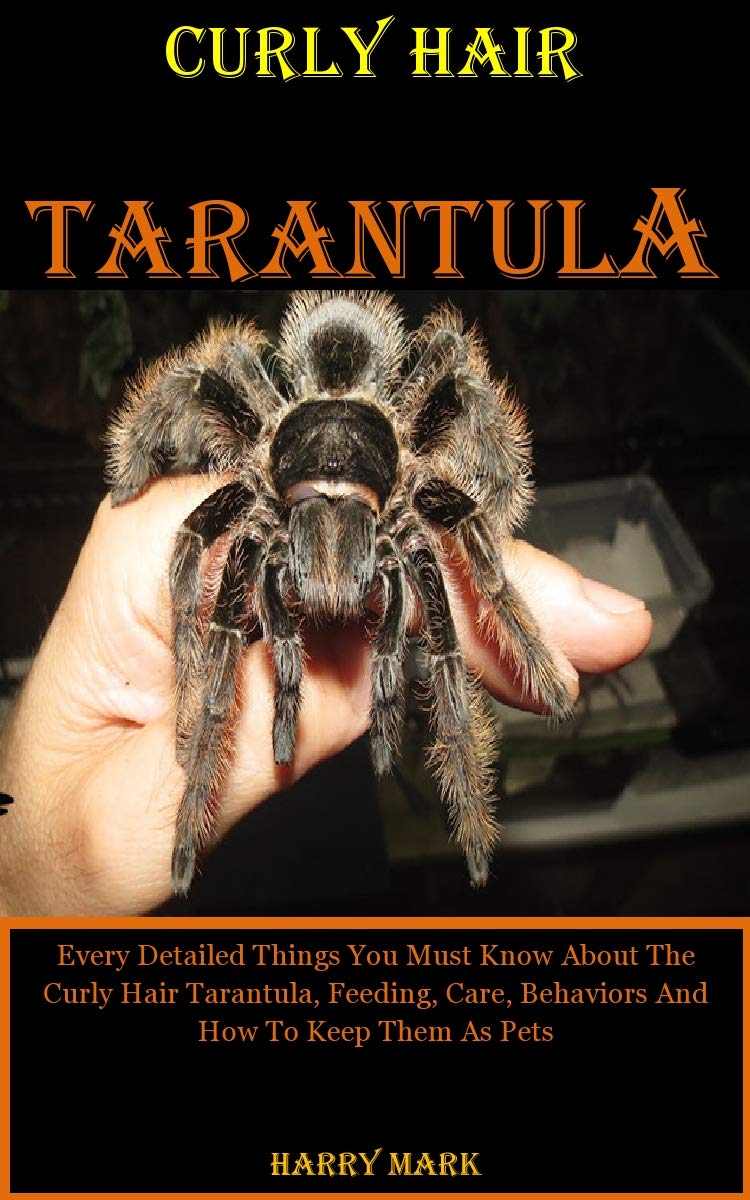 Curly Hair Tarantula Every Detailed Things You Must Know About The