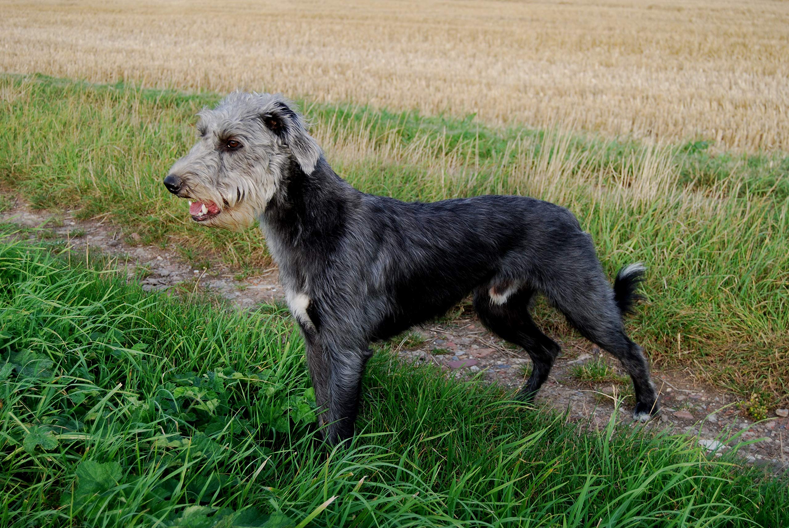 Whippet Terrier Cross Whippet Terrier Cross
