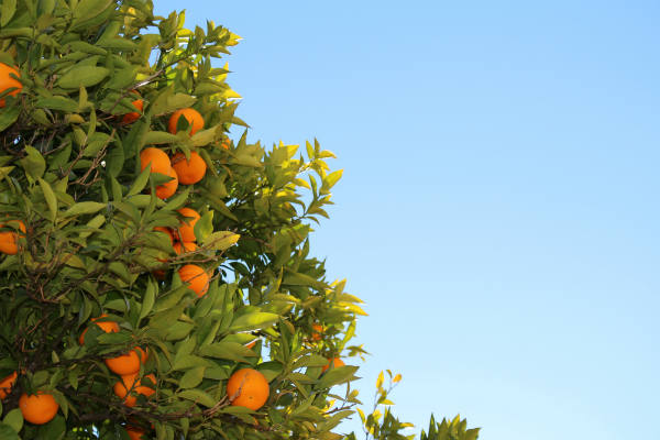 Soñarán en el jardín