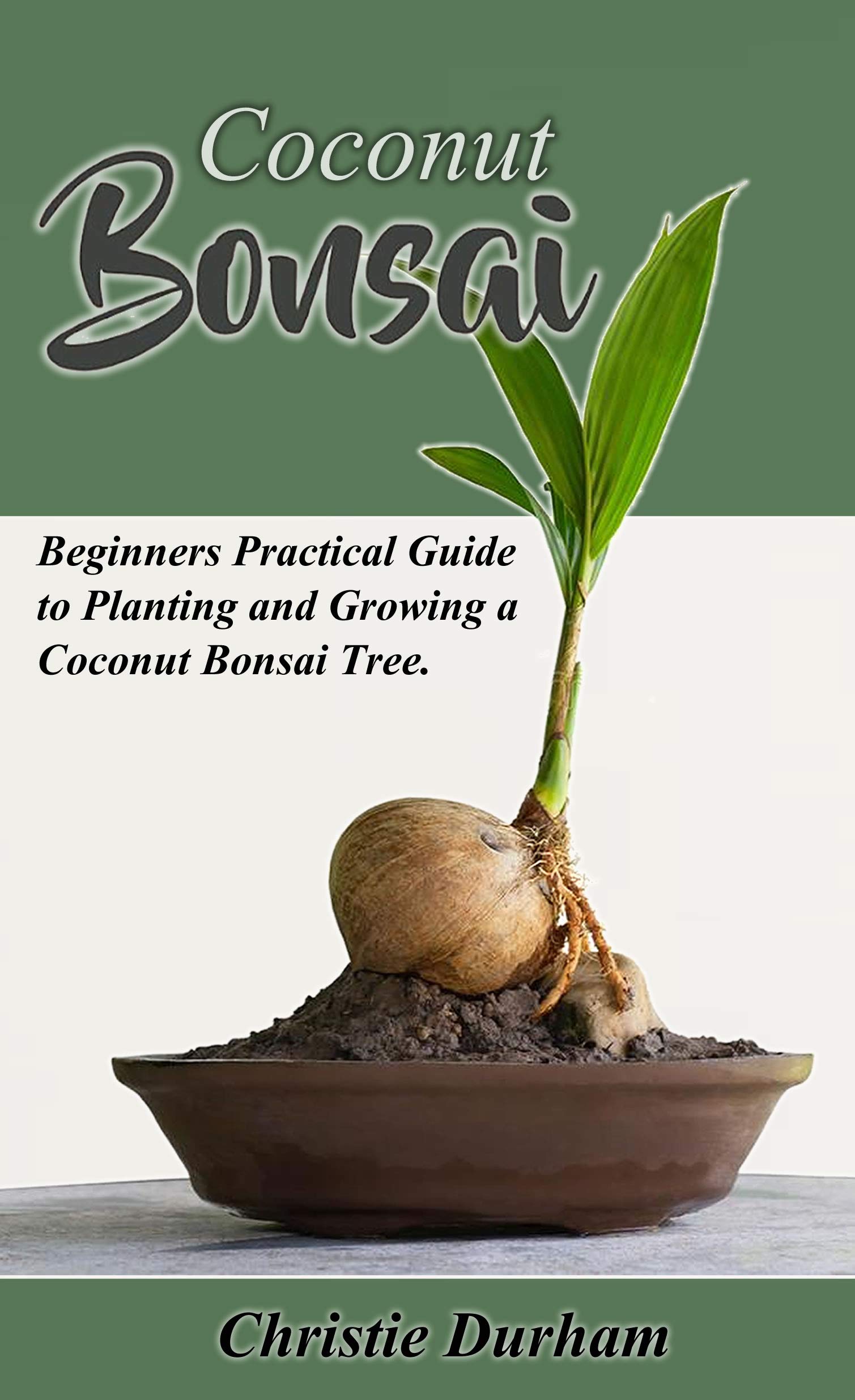 Coconut Bonsai Beginners practical guide to growing and planting a