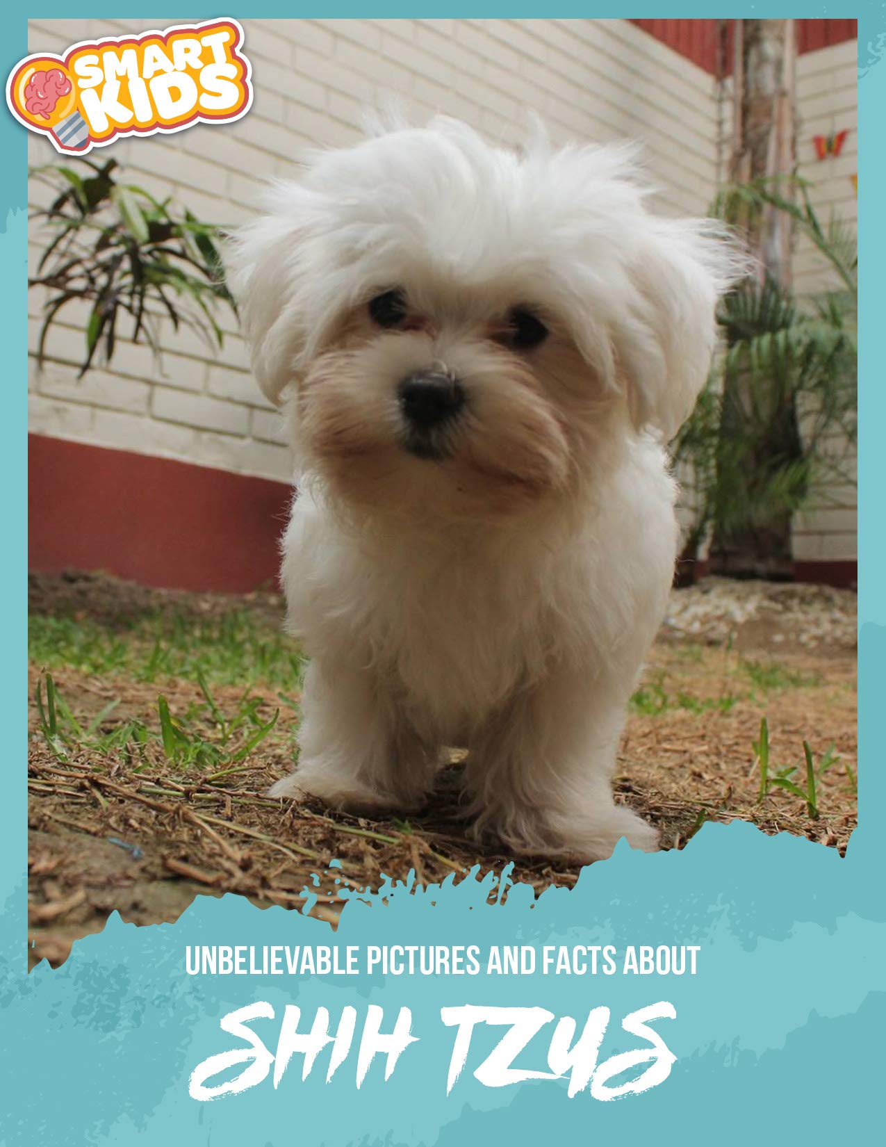 Unbelievable Pictures and Facts About Shi Tzus by Olivia Greenwood