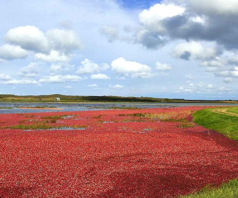 Wolf Spiders Run the Cranberry Bogs by Admiral Biscuit Goodreads
