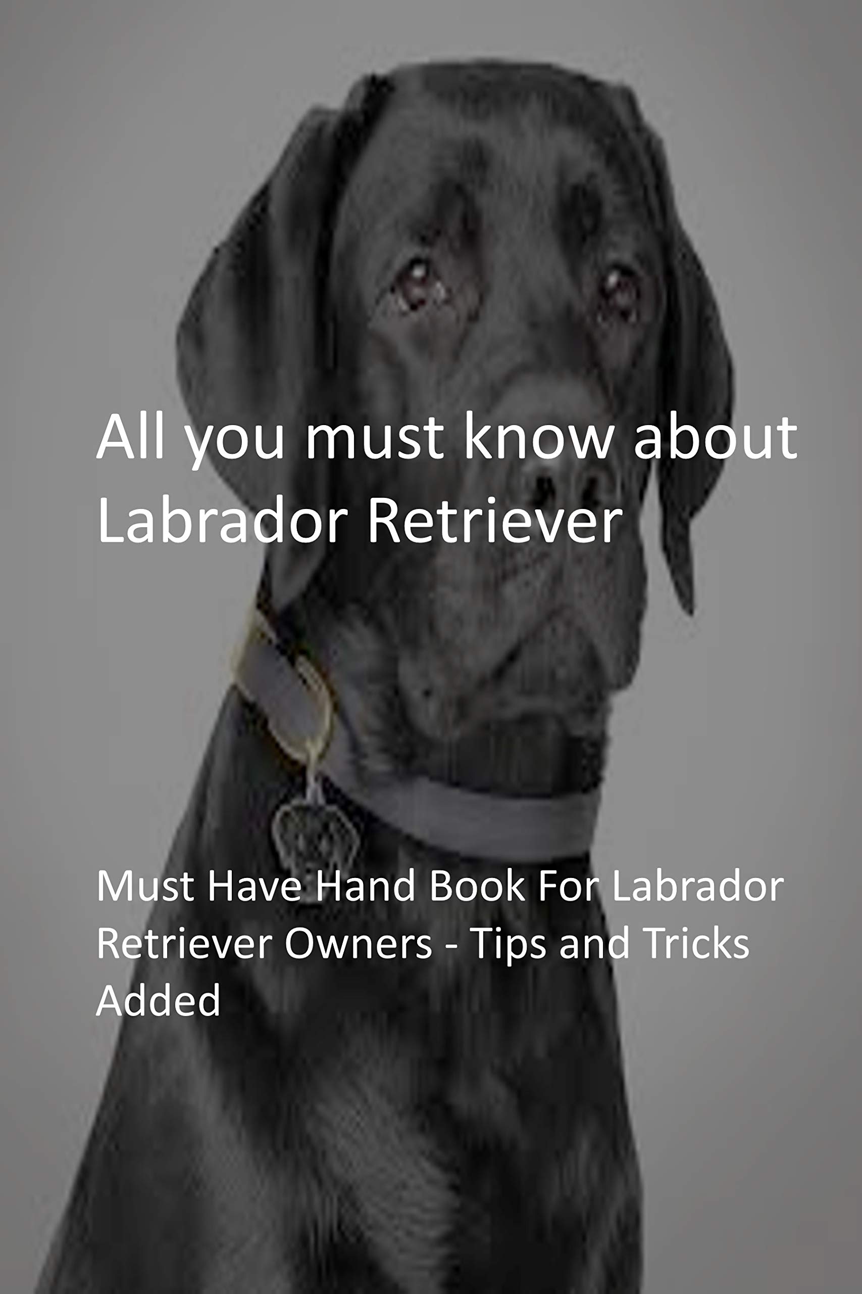 All you must know about Labrador Retriever Must Have Hand Book For