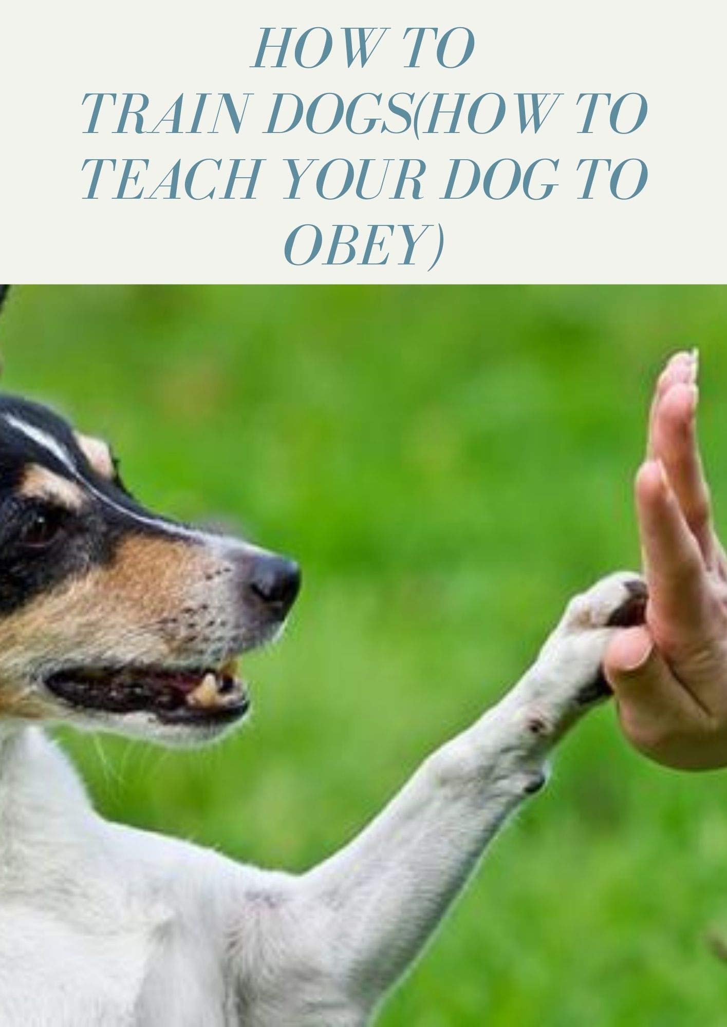 How Do I Train My Dog To Obey
