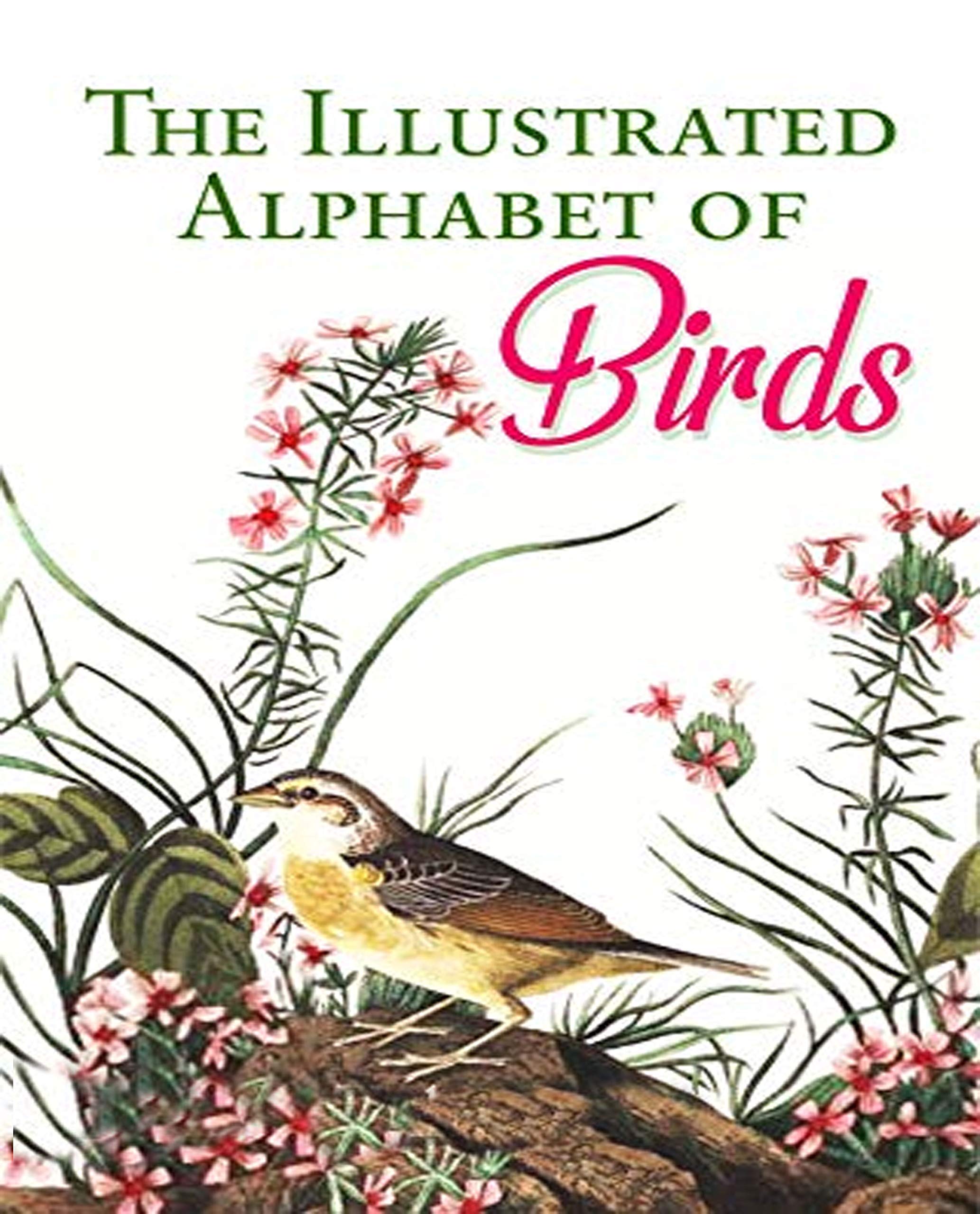 illustrated The Illustrated Alphabet of Birds Bird books are