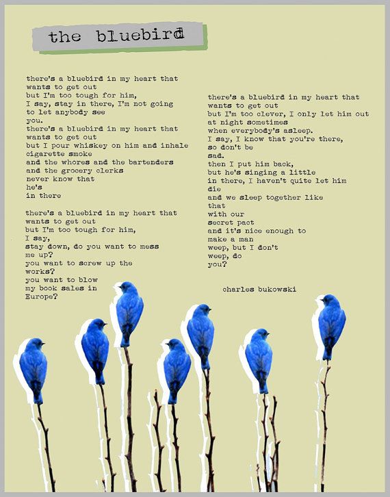 Bluebird book cover