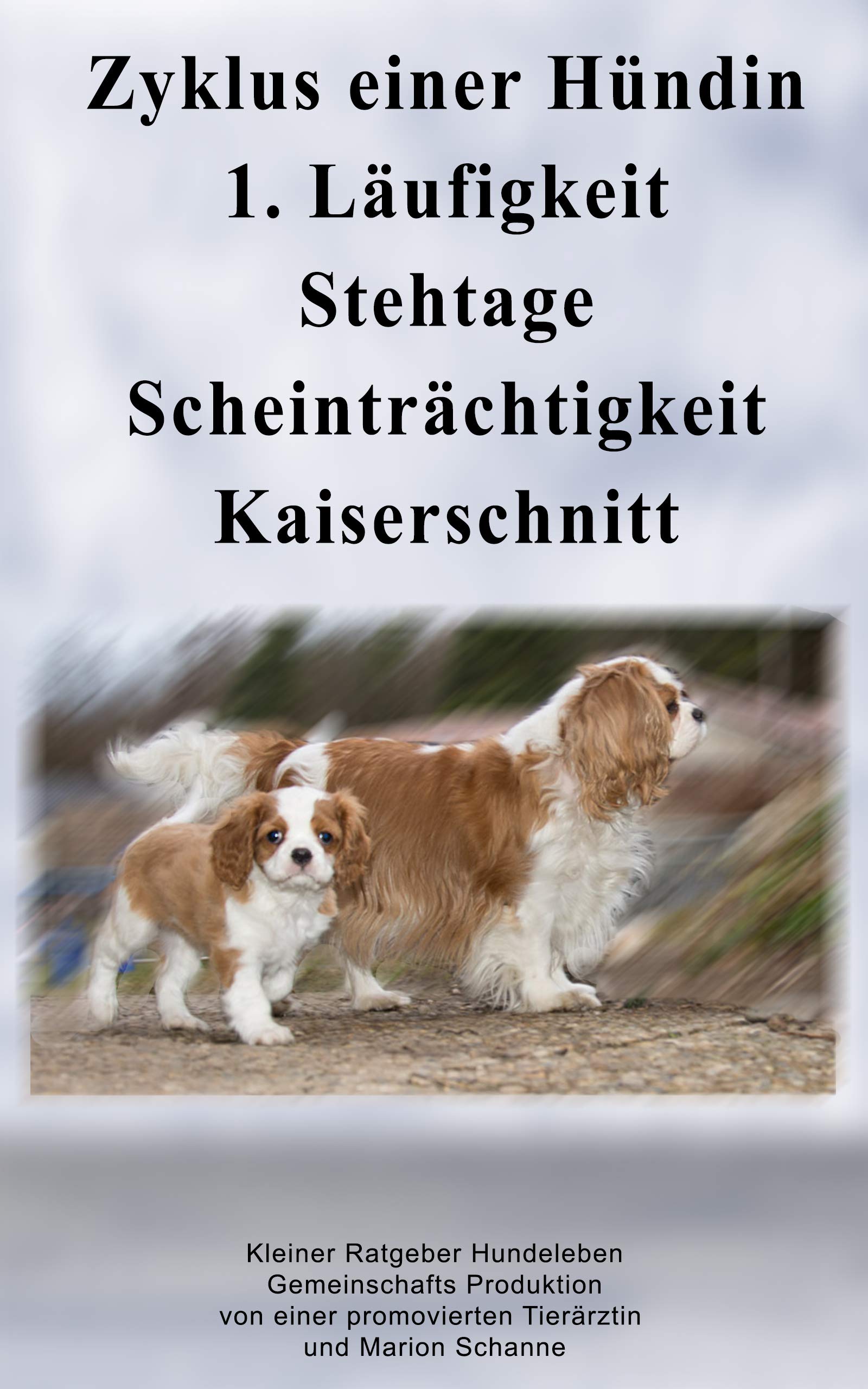 Zyklus einer Hündin von der 1. Läufigkeit bis zur Kaiserschnitt Geburt Scheinträchtigkeit