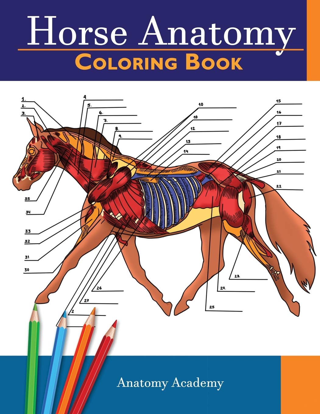 Horse Anatomy Coloring Book: Incredibly Detailed Self-Test Equine