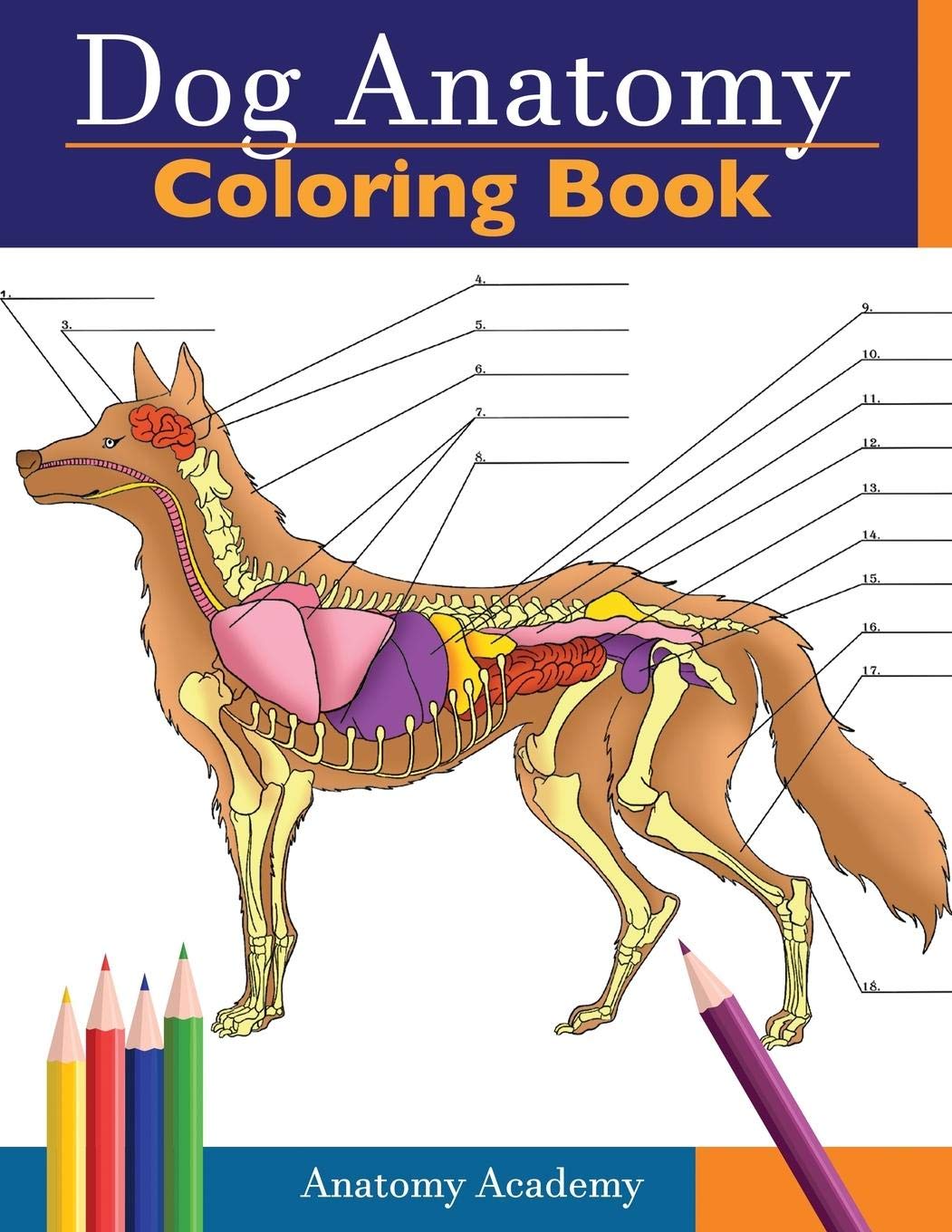 Dog Anatomy Coloring Book: Incredibly Detailed Self-Test Canine Anatomy Color workbook | Perfect ...