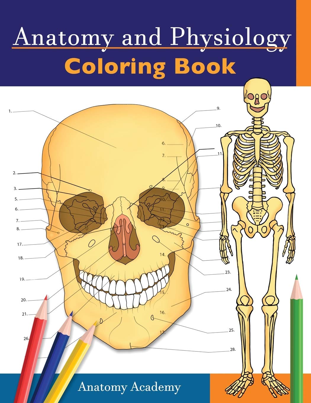 Anatomy and Physiology Coloring Book Incredibly Detailed SelfTest