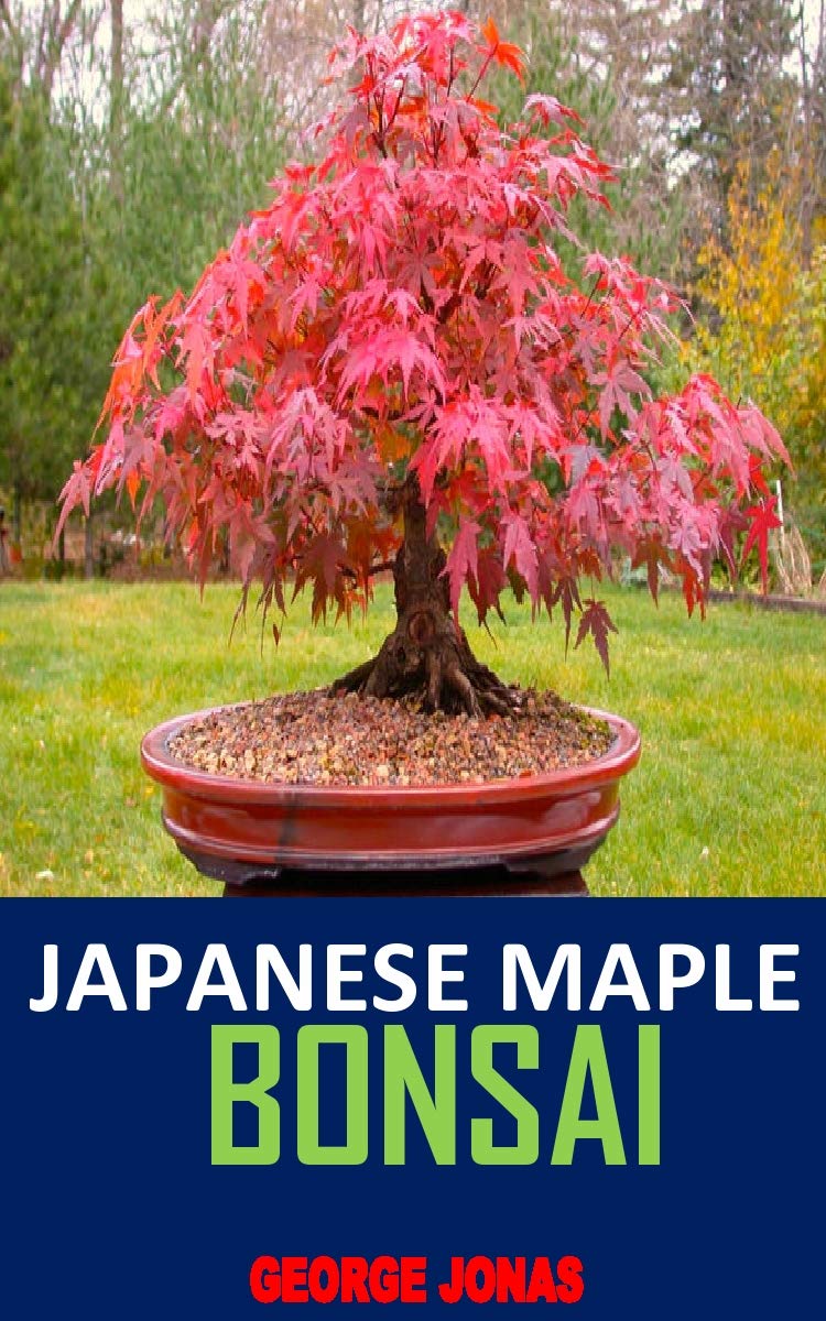JAPANESE MAPLE BONSAI Discover the complete guides on everything you