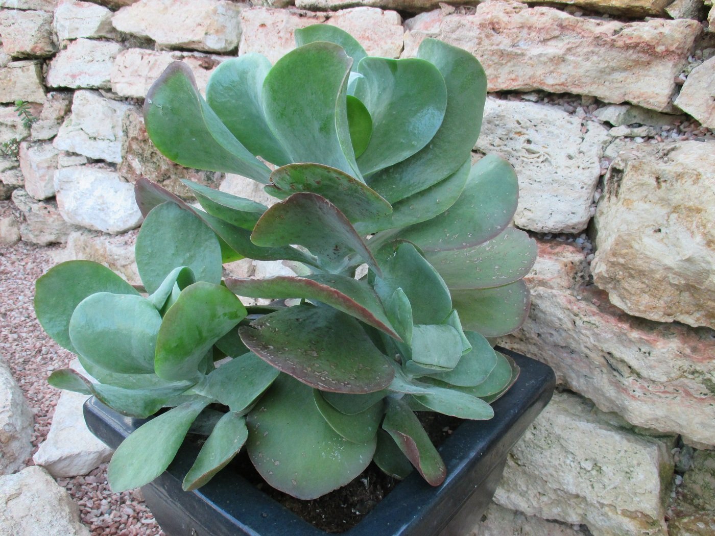 Flapjack plant Kalanchoe tetraphylla by Maya Baron Goodreads