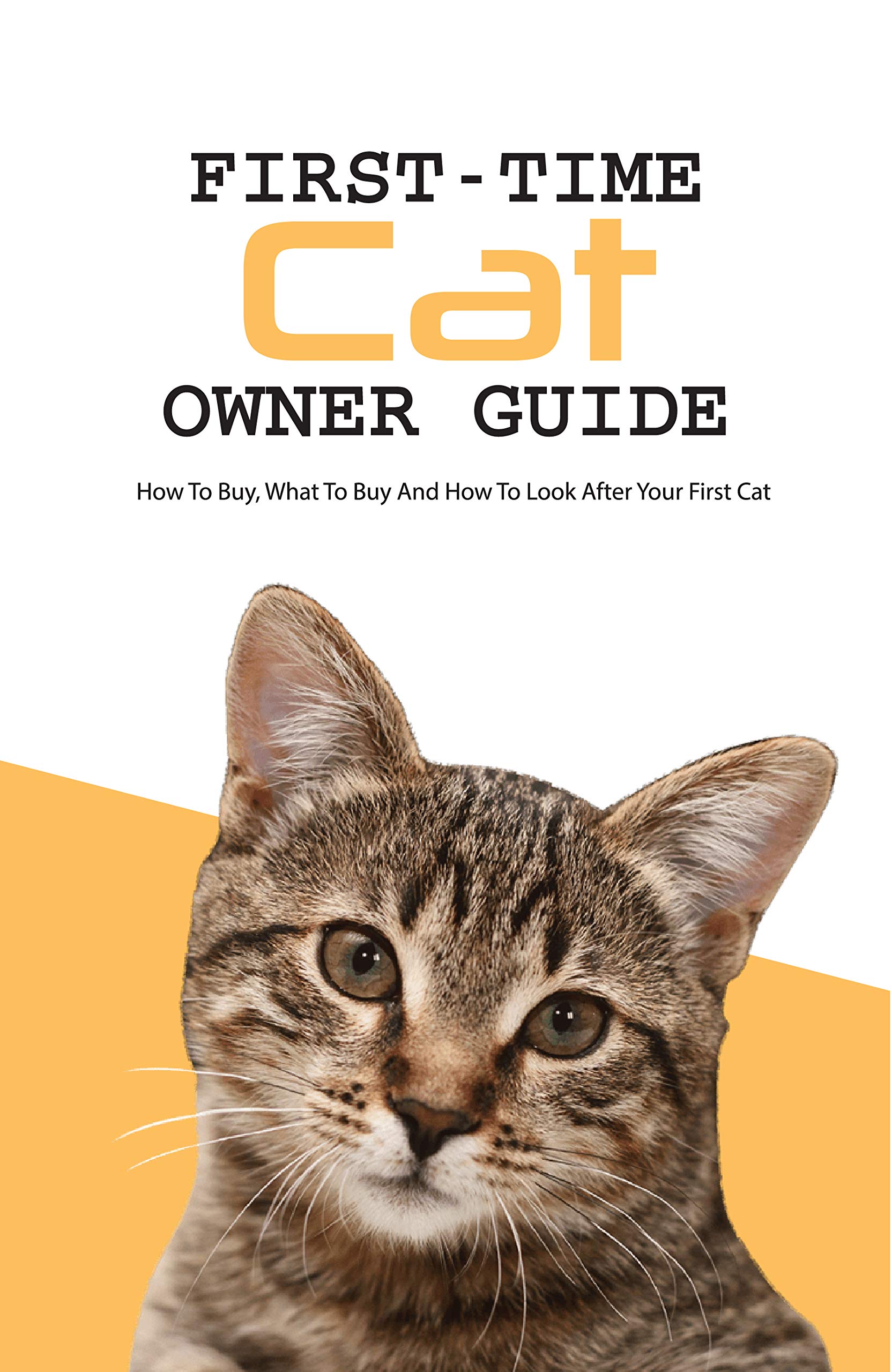 Firsttime Cat Owner Guide How To Buy, What To Buy And How To Look