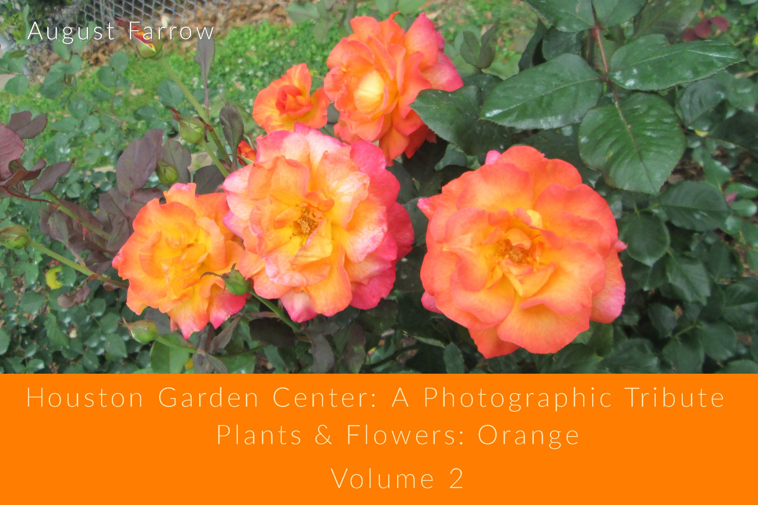 Houston Garden Center A Photographic Tribute Plants and Flowers Orange Volume 2 by August