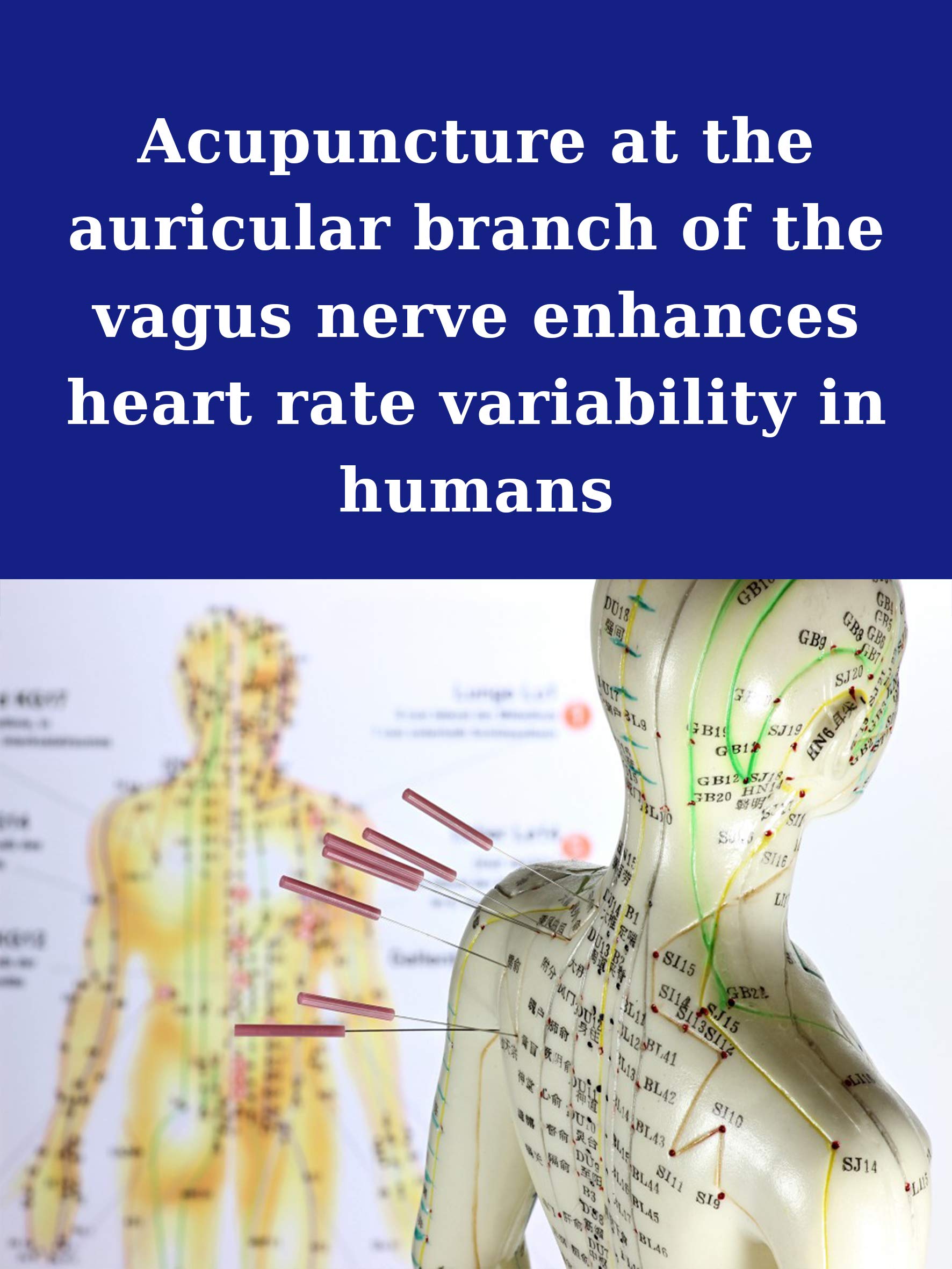 Acupuncture at the auricular branch of the vagus nerve enhances heart