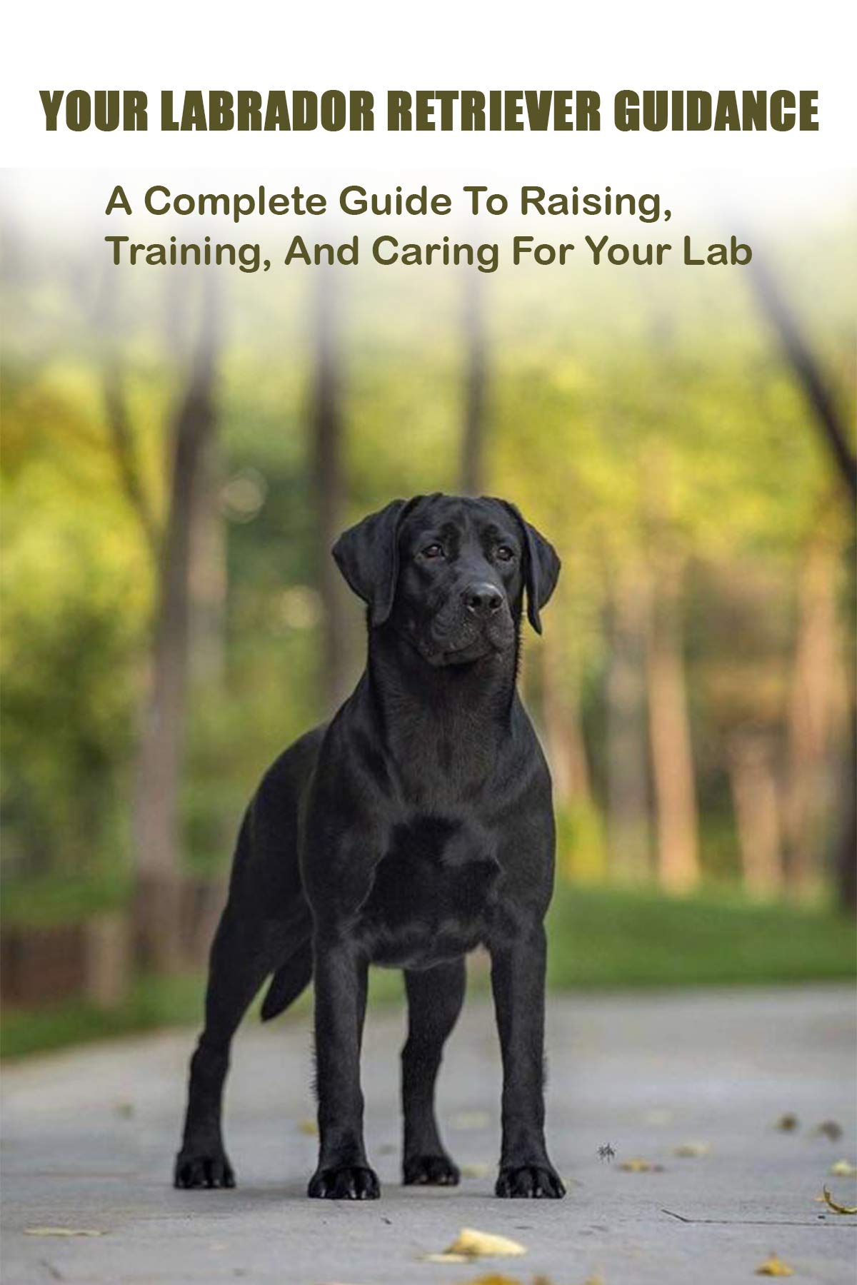 How To Raise A Labrador