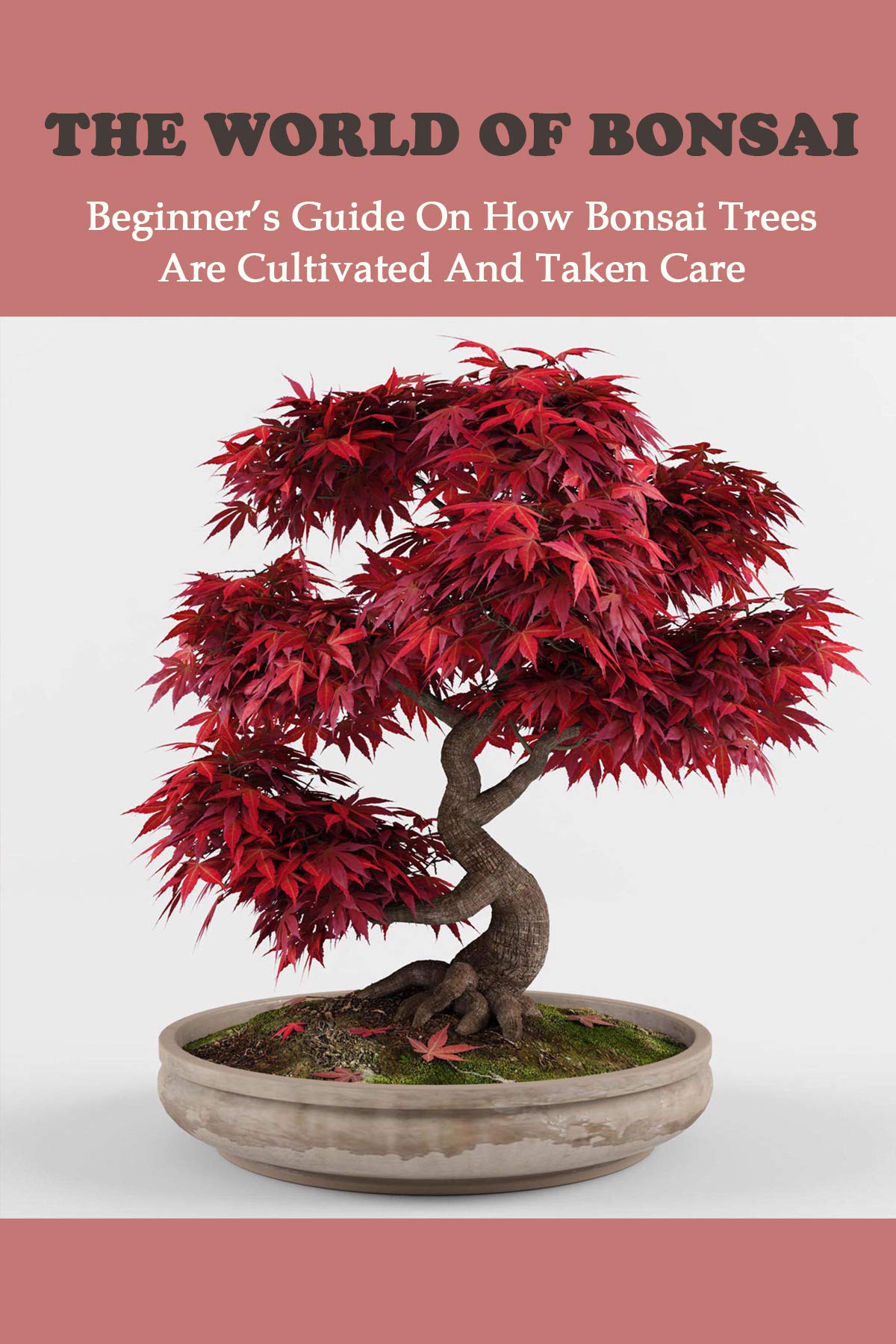 The World Of Bonsai Beginner’s Guide On How Bonsai Trees Are Cultivated And Taken Care Bonsai