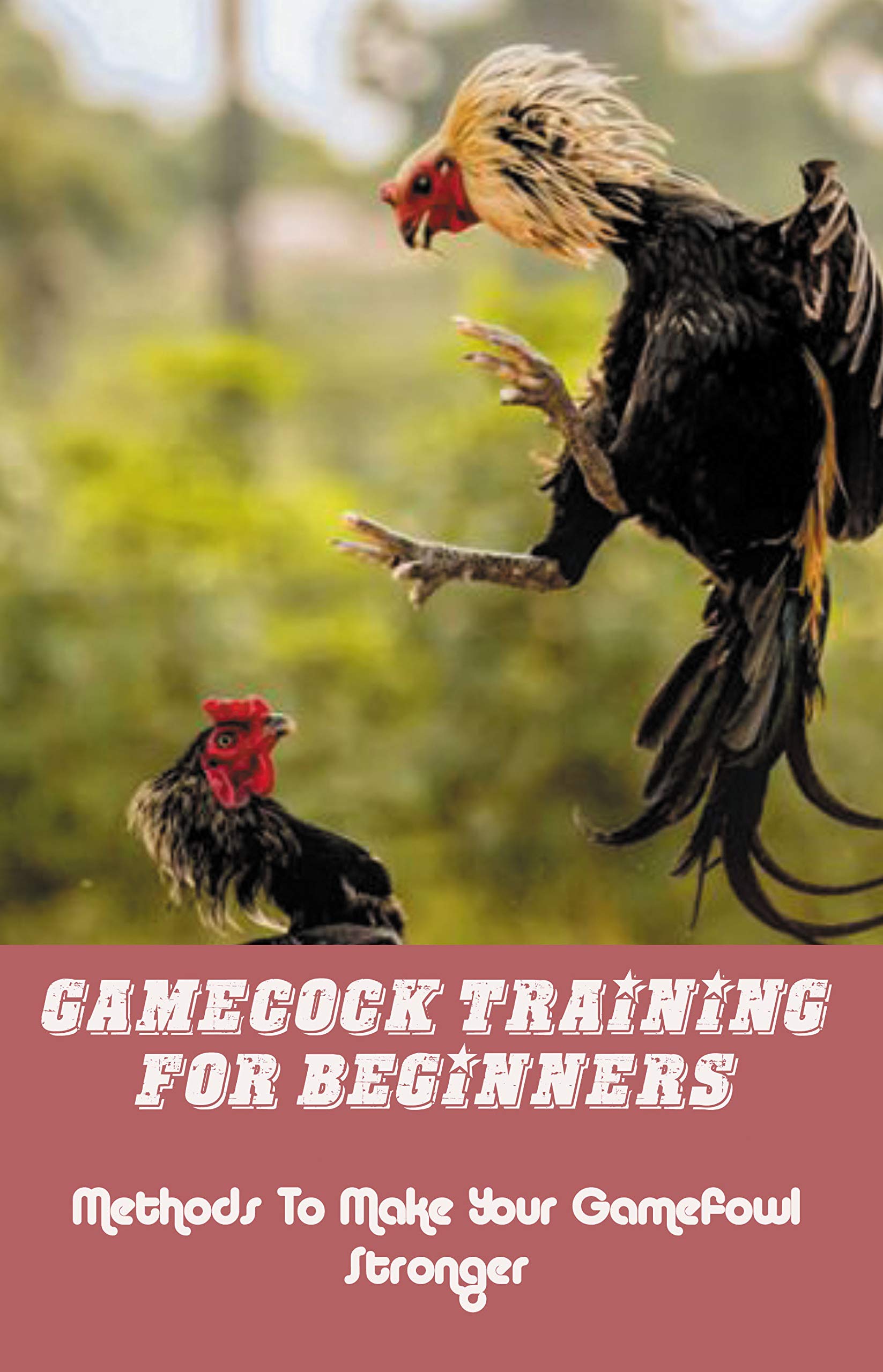 Gamecock Training For Beginners Methods To Make Your Gamefowl Stronger Trimming Gamefowl by