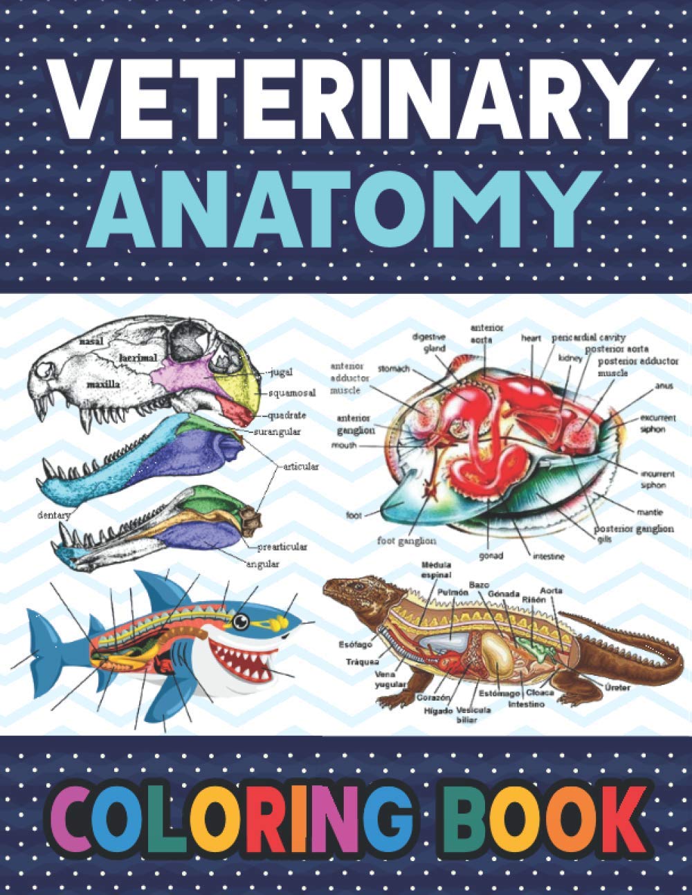 Veterinary Anatomy Coloring Book Learn The Veterinary Anatomy With Fun
