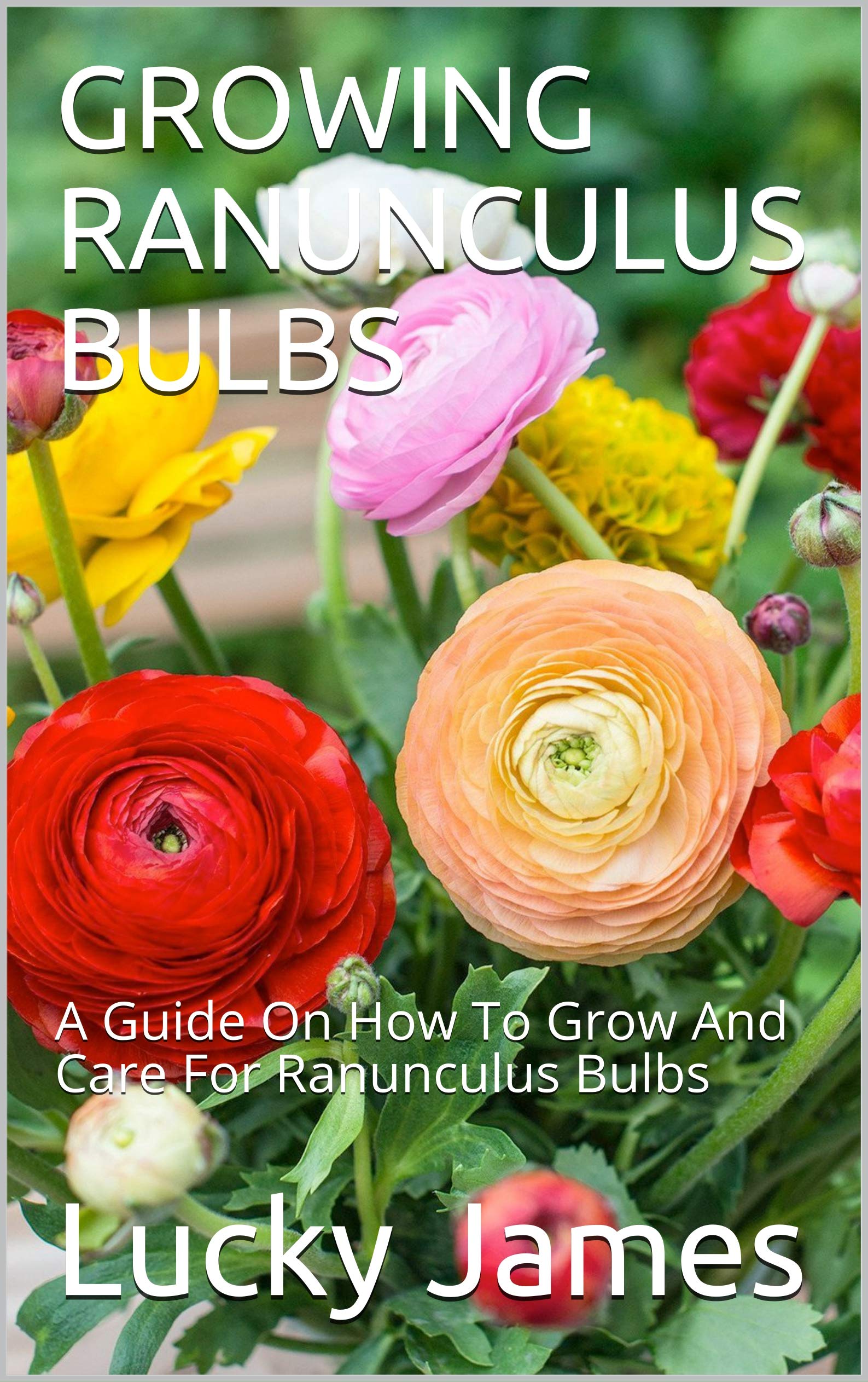GROWING RANUNCULUS BULBS A Guide On How To Grow And Care For